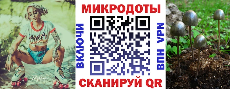 Купить где  Салаир  Псилоцибиновые грибы Psilocybine cubensis 